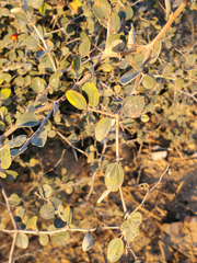 Ziziphus nummularia