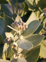 Calotropis
