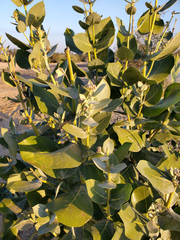 Calotropis