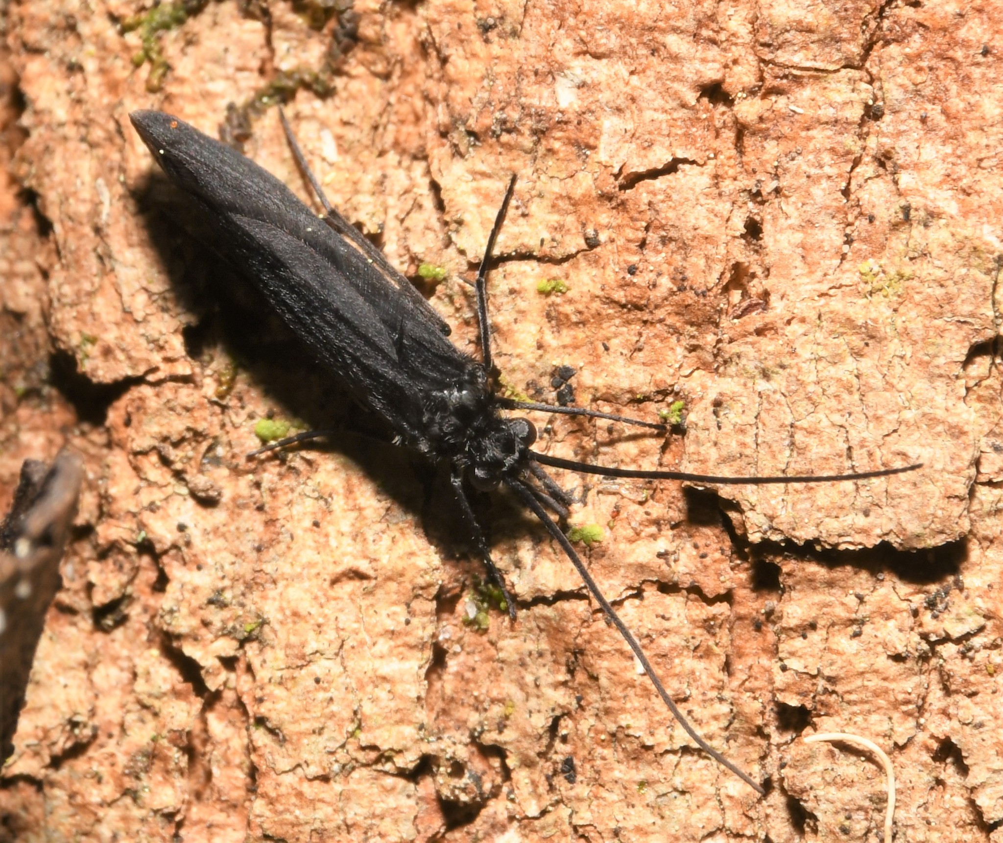 Little Black Caddisflies (Genus Chimarra) · iNaturalist