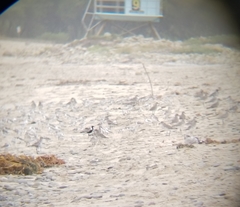 Pluvialis squatarola