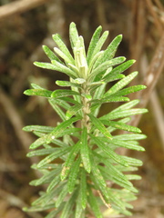 Linochilus rosmarinifolius