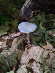 Amanita magnivelaris