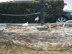 Iguana iguana
