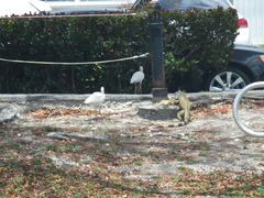 Iguana iguana