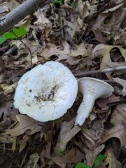 Lactifluus glaucescens