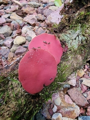 Phillipsia subpurpurea