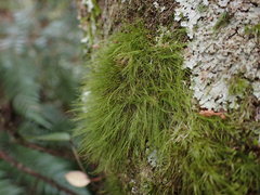 Dicranoloma menziesii