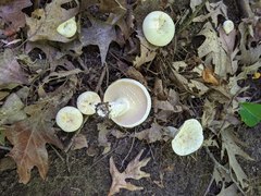 Lactifluus glaucescens