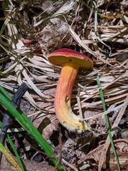 Boletus harrisonii