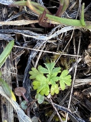 Alchemilla occidentalis