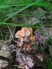 Hydnum subtilior