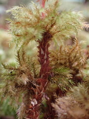 Mniodendron comatum