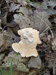Hydnum subtilior