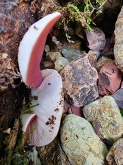 Phillipsia subpurpurea