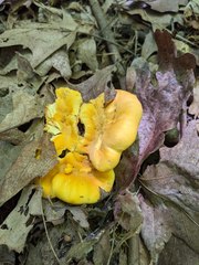 Cantharellus phasmatis