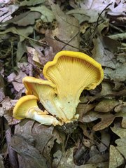Cantharellus phasmatis
