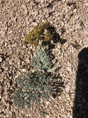 Lomatium mohavense