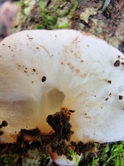 Phillipsia subpurpurea