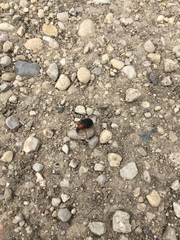 Brachysomida bivittata