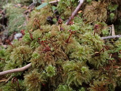 Mniodendron comatum