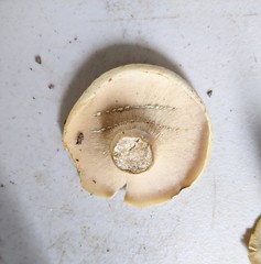 Lactifluus glaucescens