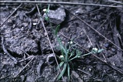 Plagiobothrys scouleri