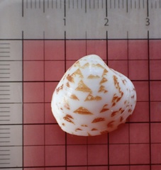 Lioconcha hieroglyphica