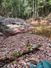 Phillipsia subpurpurea