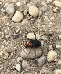 Brachysomida bivittata