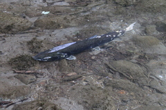 Oncorhynchus kisutch