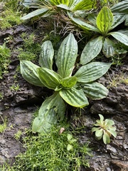 Plantago subnuda