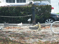Eudocimus albus