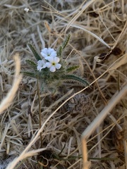 Johnstonella
