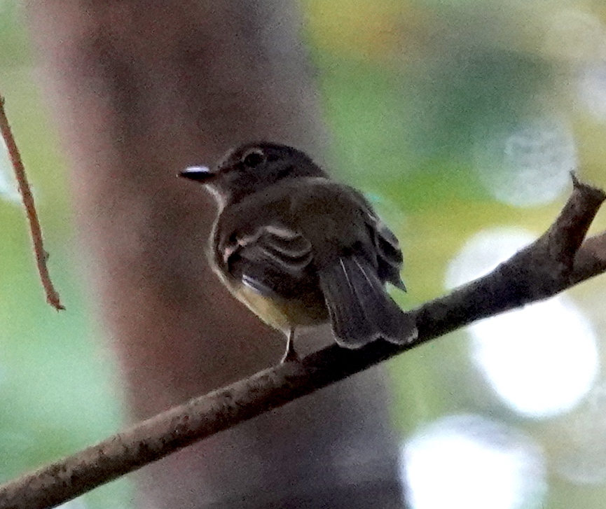 Black-billed Flycatcher (Aphanotriccus audax), photo 6