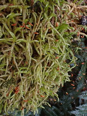 Acrocladium chlamydophyllum