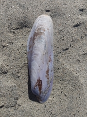 Modiolinae