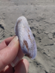 Modiolinae