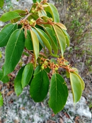 Colubrina arborescens