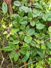 Collinsia grandiflora