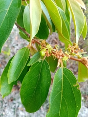 Colubrina arborescens