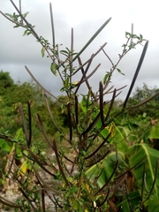 Corchorus siliquosus