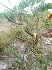 Corchorus siliquosus