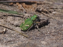 Cicindela ohlone