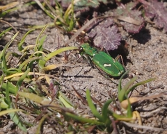 Cicindela ohlone