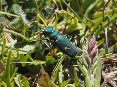 Cicindela ohlone