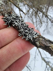 Hypogymnia incurvoides