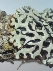 Hypogymnia incurvoides