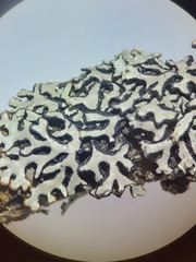 Hypogymnia incurvoides