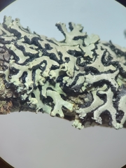 Hypogymnia incurvoides